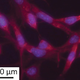 Image for article titled Recycled Urine Makes Colorful Quantum "Pee-Dots"